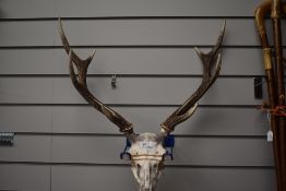 A set of red deer antlers (8 point) and skull