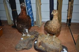 Two taxidermy studies of a male and female red grouse