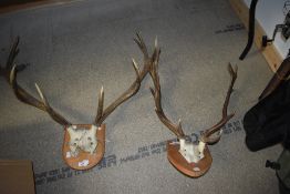 Two pairs of antlers mounted on wooden shields for wall hanging