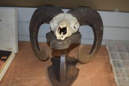 A Mufflon skull and horns mounted for wall hanging