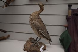 A taxidermy study of a goose