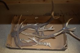 A box of unmounted antlers