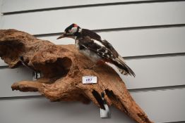 A taxidermy study of a great spotted woodpecker