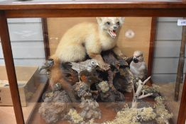 A large display case containing a Fox cub, waxwing, thrushes, robin and a coal tit