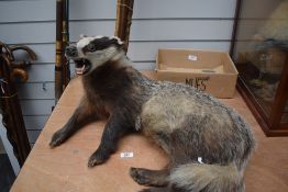 A taxidermy study of a Badger