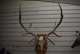 A set of ten point red deer antlers mounted on wooden shield