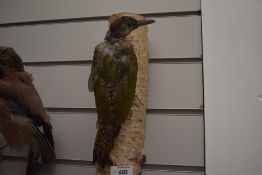 A taxidermy study of a Green woodpecker perched on a branch