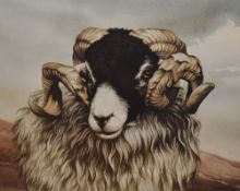 After Terry Logan (20th Century), coloured print, A portrait of a ram, signed in pencil to the lower