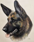 Jenny Horn (20th Century), pencil on paper, A head study of an Alsatian dog, signed to the lower