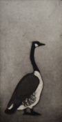 Julian Williams (b.1953, British), etching, Untitled - Canadian Goose, signed to the lower right,
