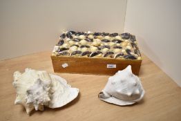 Two conch shells and a shell encrusted mahogany box