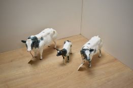 A Border Fine Arts Pottery Company Belgian Blue Cow family, comprising Bull A4579 Cow A4599 and Calf