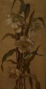 19th/20th Century School, oil on canvas, A still life arrangement depicting Christmas roses,