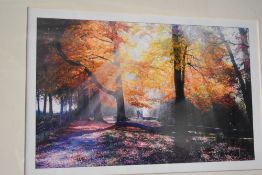 A framed and glazed photographic print of a woodland in autumn.