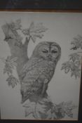 A framed and glazed print of a pencil sketch depicting an owl.