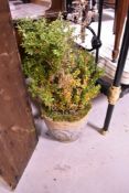 Five concrete garden planters, one including established bush (probably common box)