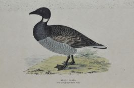 Three 20th Century coloured prints of ornothological subject matter, printed in Italy by Grafiche