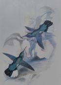 After John Gould (1804-1881, British), coloured prints, 'Buffon's Plumeleteer' and 'Blue Throated