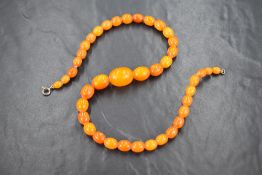 A graduated butterscotch amber bead necklace, having forty-one beads, approximately 2.5cm to 0.7cm