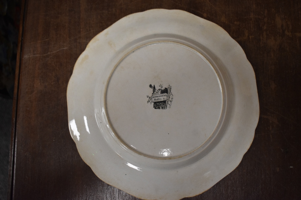 Five John Meigh & Son Staffordshire plates in the 'Zoological Sketches' design, each with a diameter - Image 4 of 5
