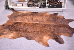 A very large cow hide measuring 250cm x 180cm