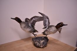 A taxidermy study of a pair of springing teal