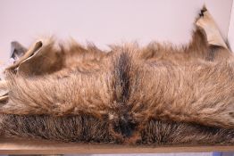 Two European Wild Boar Hides (Sus scrofa)
