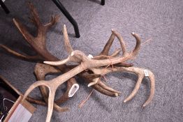 Four red dear antlers (2pairs) un-mounted