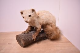 A taxidermy study of a stone marten from germany