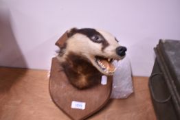 A taxidermy study of a badger mask mounted for wall hanging on a wooden shield marked Peter Wilson