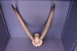 A set of Antelope antlers