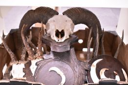 A box containing a Mufflon mounted skull and horns four roe deer antlers mounted on shields and some