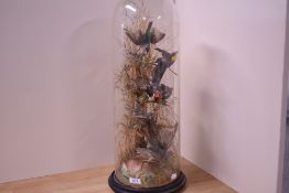 A tall Victorian domed taxidermy diorama study of exotic tropical birds. Ornithology and natural