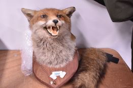A taxidermy study of a fox mask and brush mounted for wall hanging on a wooden shield marked Peter