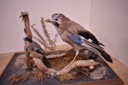 A taxidermy study of a Jay and bullfinch perched on adjoining branches