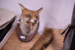 A taxidermy study of a fox mask and brush mounted for wall hanging on a wooden plinth