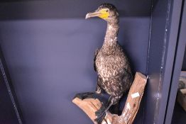 A taxidermy study of a cormorant perched on a dead branch