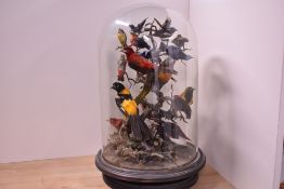 A rotating Victorian domed taxidermy diorama study on rotating ebonised base of exotic tropical