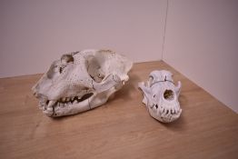 A box containing two skulls