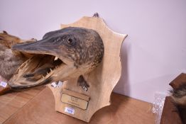 A taxidermy study of a pike head mounted on a wooden shield marked 26-7-1994 Hecht Bodensee