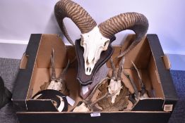 A box containing a Mufflon mounted skull and horns four roe deer antlers mounted on shields and some