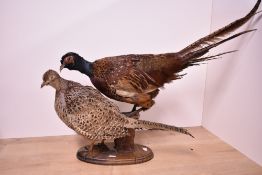 A taxidermy study of two pheasants mounted on a wooden plinth