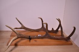 Two Red deer antlers mounted on pine plinths for wall mounting