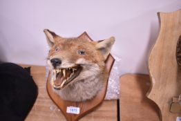 A taxidermy study of a fox mask mounted for wall hanging on a wooden shield
