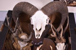 A box containing a Mufflon mounted skull and horns four roe deer antlers mounted on shields and some