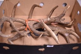 Four red dear antlers (2pairs) unmounted