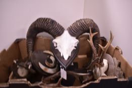 A box containing a Mufflon mounted skull and horns four roe deer antlers mounted on shields and some