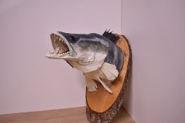 A taxidermy study of a zander head mounted on a wooden shield