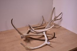 Two reindeer antlers not mounted