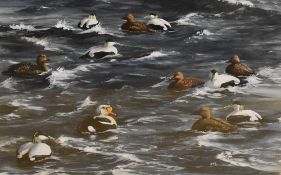 Christine Isherwood (British, local 1946-2017) gouache on paper, 'King Eider' an attractive
